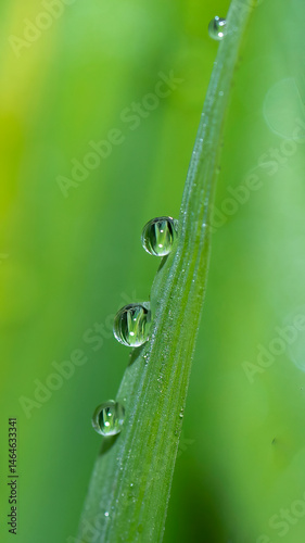 Lush green blades of grass with transparent water drops on meadow close up. Fresh morning dew at sunrise. water drops from grass. Summer nature macro pattern, fresh rain drops on green leaf. 