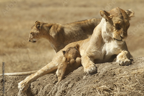 Giovane leonessa a riposo con la sua cucciolata.
Tanzania,Africa