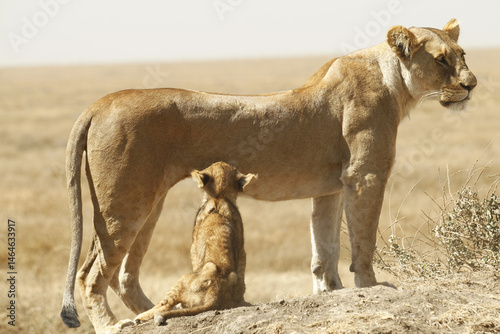 Giovane mamma leonessa che allatta il suo cucciolo. Tanzania,Africa