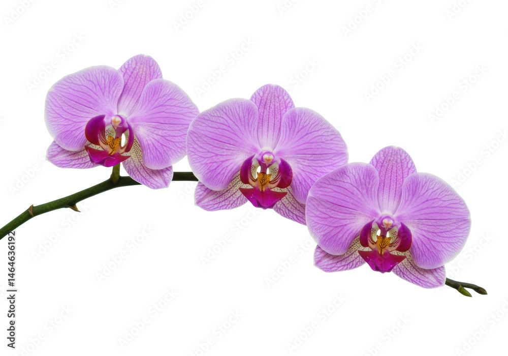 Fototapeta premium Photorealistic studio shot of three delicate purple Phalaenopsis orchid blooms with intricate yellow and white centers, positioned distinctly separated along a single arcing green stem segment, 