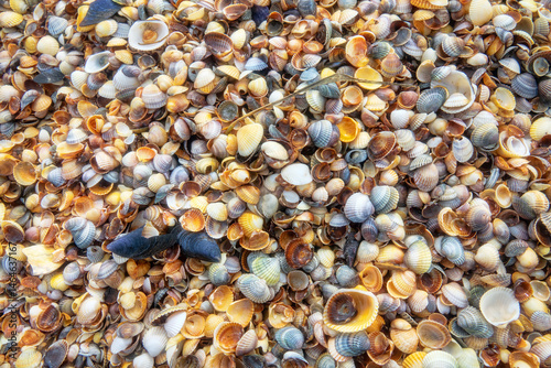 Memory of sea. Beautiful seashells on shell beach near surf. Winter cold sea. Soft shell clam (Mya arenaria), anadara ((Scapharca inaequivalis), edible mussel (Mytilus edulis), Venus between Cardium