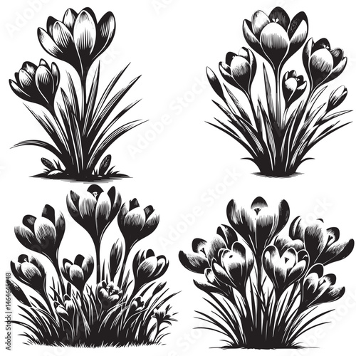 Saffron Crocus Silhouette flower set isolated on white background 