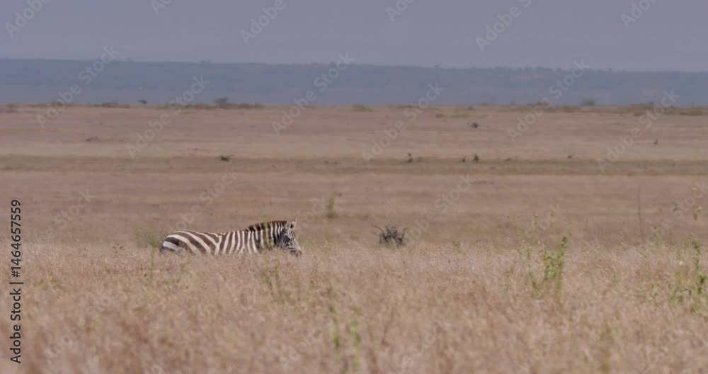 Extreme wide pan shot of a zebra (Equus quagga) trotting across the savannah grasslands during the afternoon in Kenya.