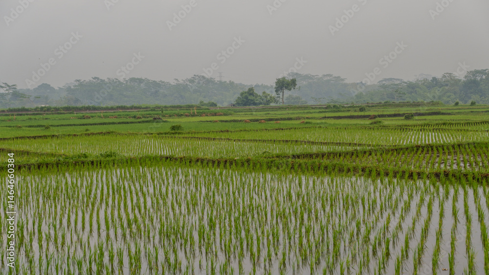 Fototapeta premium photo of a vast expanse of rice fields in a village