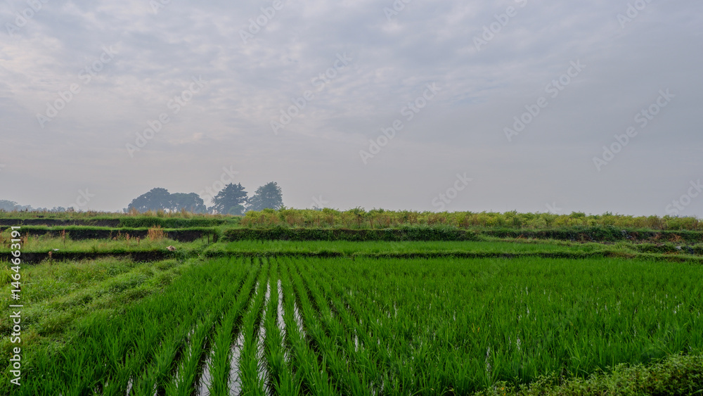 Fototapeta premium photo of a vast expanse of rice fields in a village
