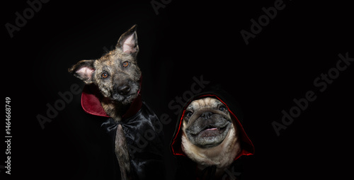 Photography Banner halloween pets