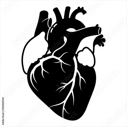 Human Heart Anatomy Detailed Black and White Illustration