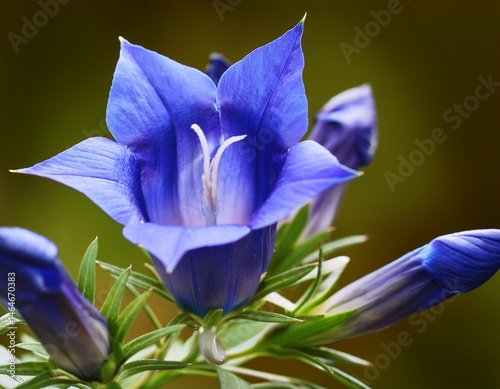 isolated gentian blossom vibrant blue and purple flowers of willow gentian plant on a clean background