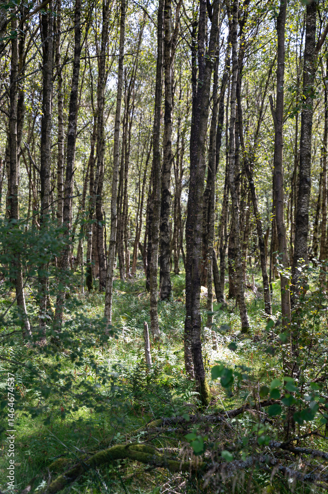 In the forest with green grass In the forest with green grass
