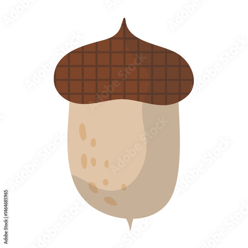 Acorn Illustration Set 