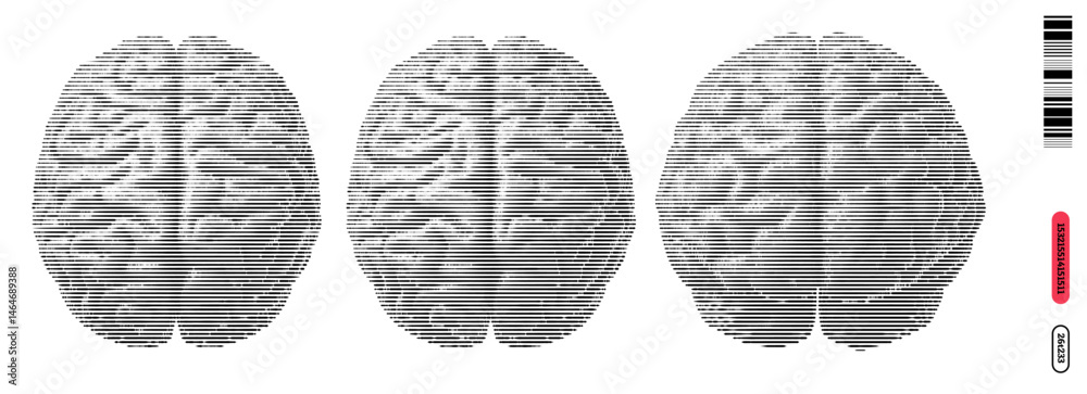 Fototapeta premium Engraved illustrations of a brain in three stages of detail showcasing neural patterns and structures