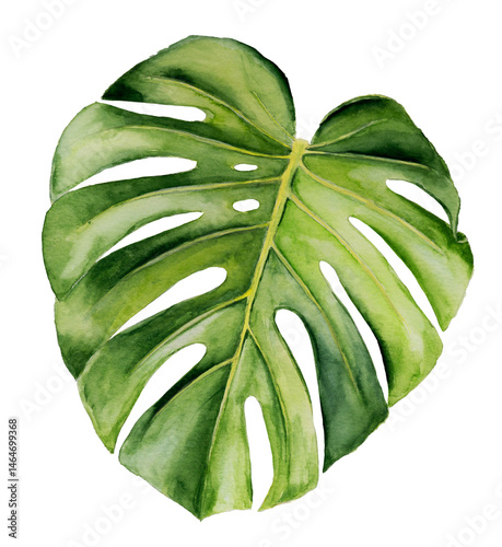 Watercolor monstera leaf isolated. Botanical illustration