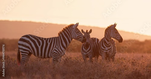 Wide shot of a dazzle of zebras (Equus quagga) observing the grasslands cast with a golden hue of the sunset in kenya 
