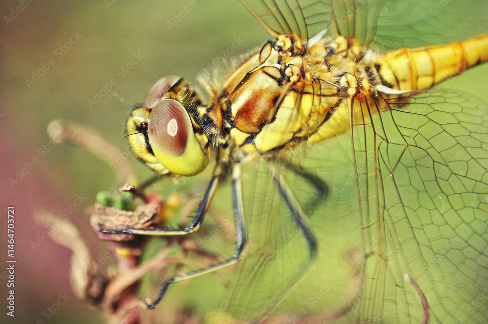 A large yellow-green dragonfly sits on a branch against a green background