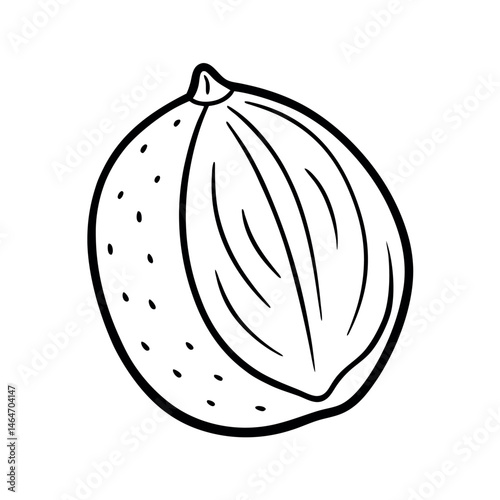 Outline of Nutmeg Line Art Vector Artwork