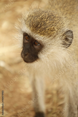 Primo piano Scimmia africana 