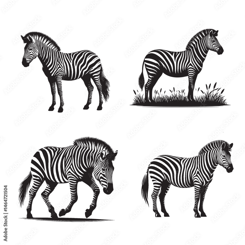 Obraz premium Set of Realistic Zebra Illustrations in Different Poses
