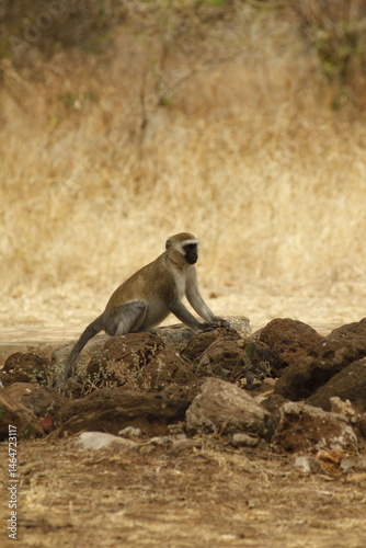 Scimmia Africana solitaria