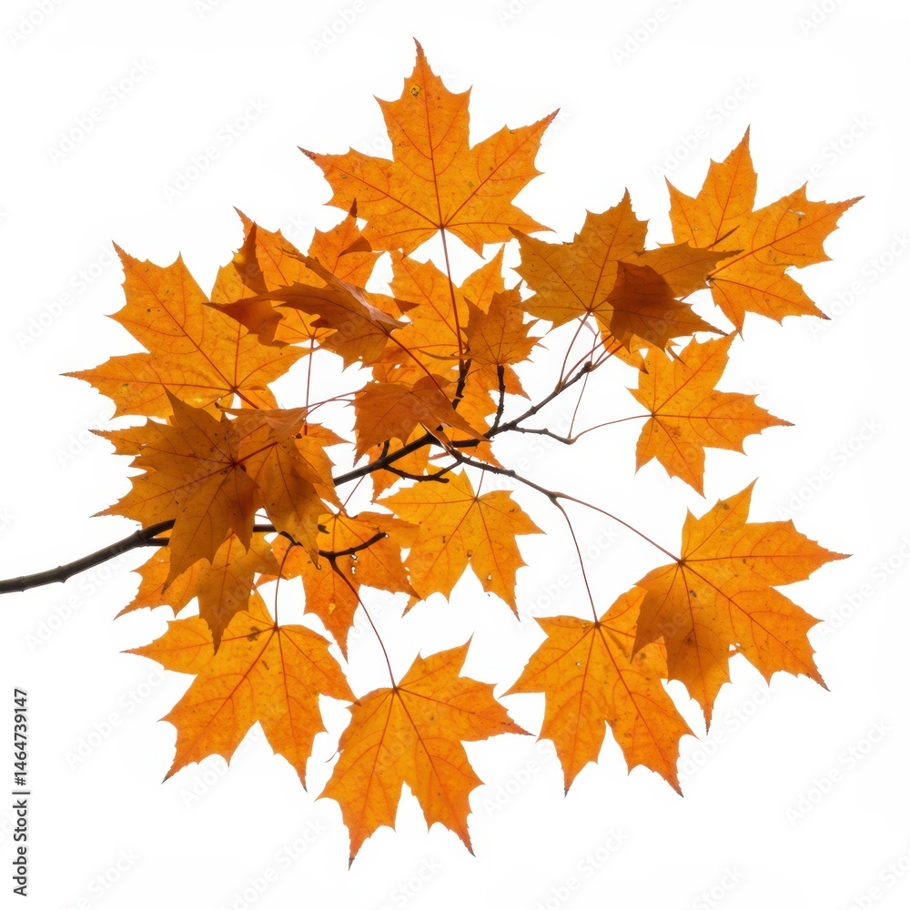 Fototapeta premium Maple branch with vibrant leaves in autumn colors isolated on white background