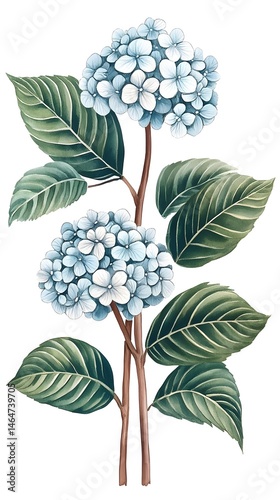 Two light blue hydrangea blossoms with dark green leaves on slender brown stems, set against a white background