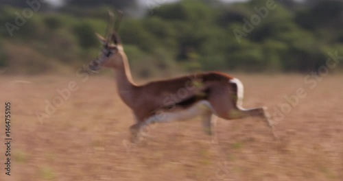 Extreme wide pan shot of a Thomson's gazelle (Eudorcas thomsonii) running from predators during the morning in Kenya.