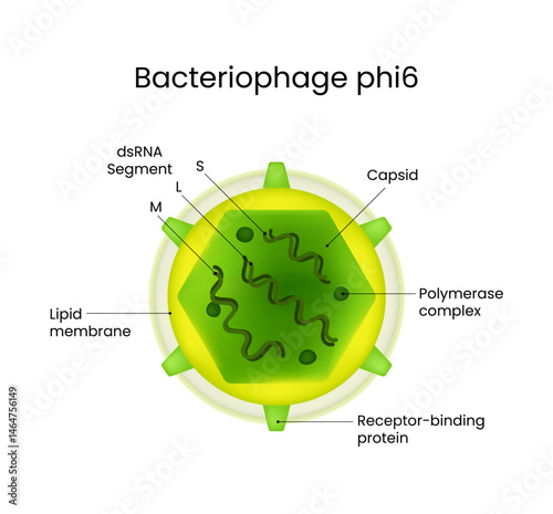 Structure of Bacteriophage phi6 Anatomy