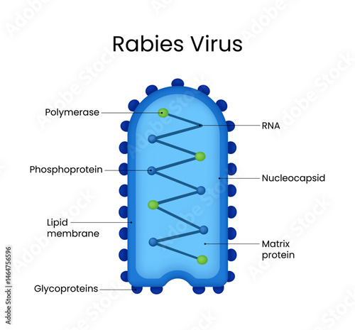 Detailed Diagram of Rabies Virus Structure