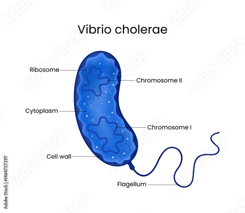 Anatomy of Vibrio Cholerae Bacterium
