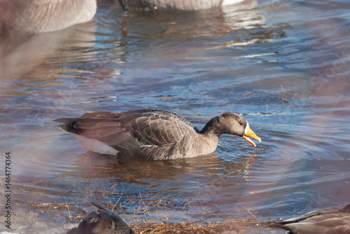 Greater White Fronted Goose forages with Canada Geese