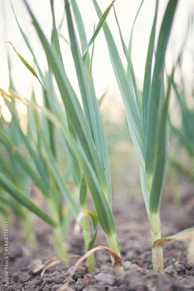 Obraz premium Family in the vegetable garden working together