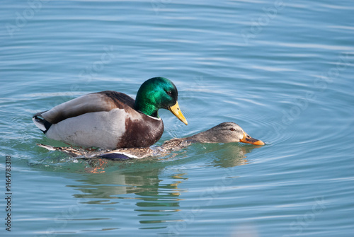 Mallard drake and hen copulating in the water