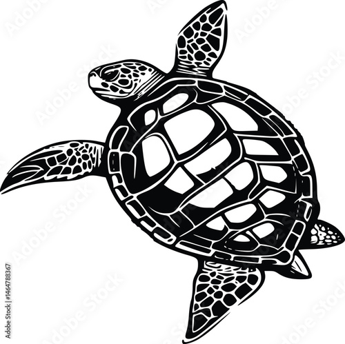 turtle vector illustration