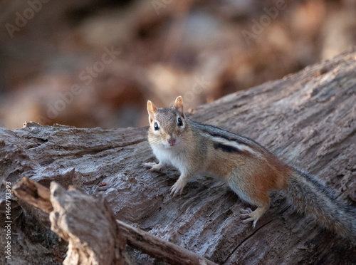 Chipmunk pauses on a log