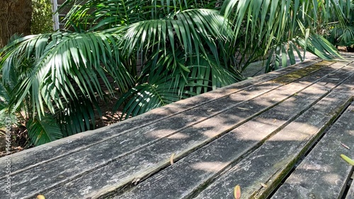 Aged wooden planks bask beneath whispering palm fronds, echoing tropical seclusion and introspective Peaceful Palisades Day musings