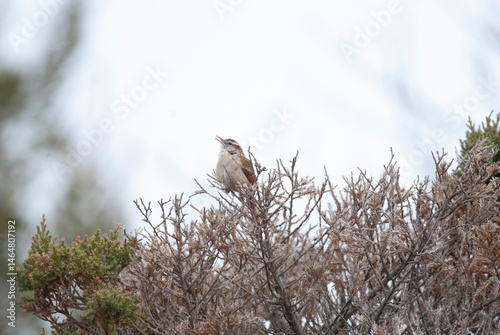 Carolina Wren singing from a bushtop