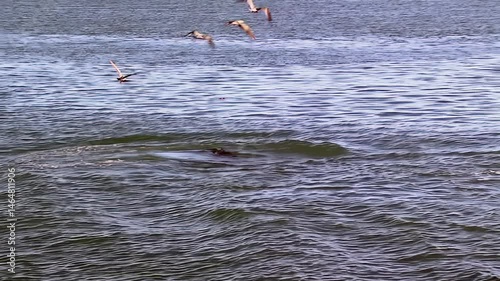 Nature Interaction Between Birds and Sea Lion While Feeding - Puerto Madryn, Argentina - 4K