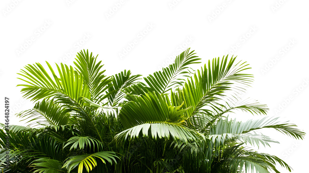Tropical Tree Branches with Leaves Isolated on Transparent Background Tropical Tree Branches with Leaves Isolated on Transparent Background