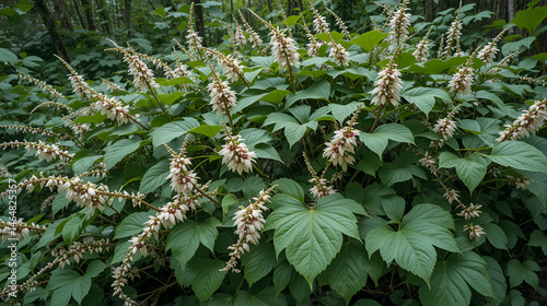 japanese knotweed