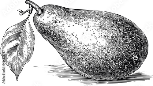 Black and white illustration of a detailed pear with leaf in vintage style. Vector illustration