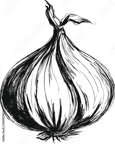 Ink sketch of a black and white onion with detailed lines, organic illustration. Vector illustration