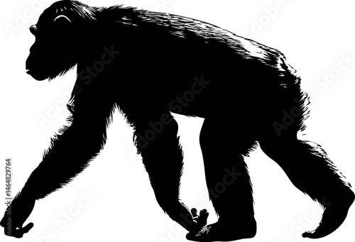 Silhouette of walking chimpanzee , monochrome illustration. Vector illustration