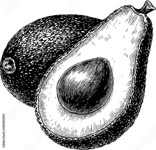 Black and white detailed illustration of a sliced avocado with pit in vintage style. Vector illustration
