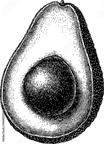 Etching illustration of a halved avocado with pit. Vector illustration