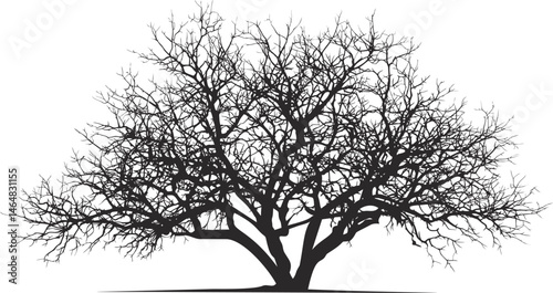 Silhouette of a large bare tree with intricate branches. Vector illustration