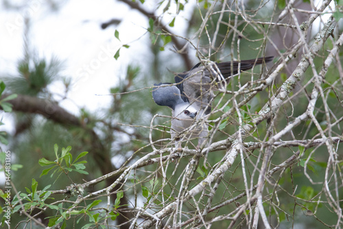 Mississippi Kite perched in a Tree