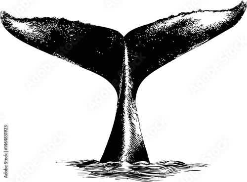 Black and white illustration of whale tail rising above the ocean surface. Vector illustration