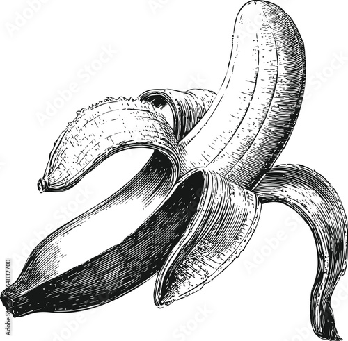 Illustration of a peeled banana with intricate line details, black and white sketch. Vector illustration