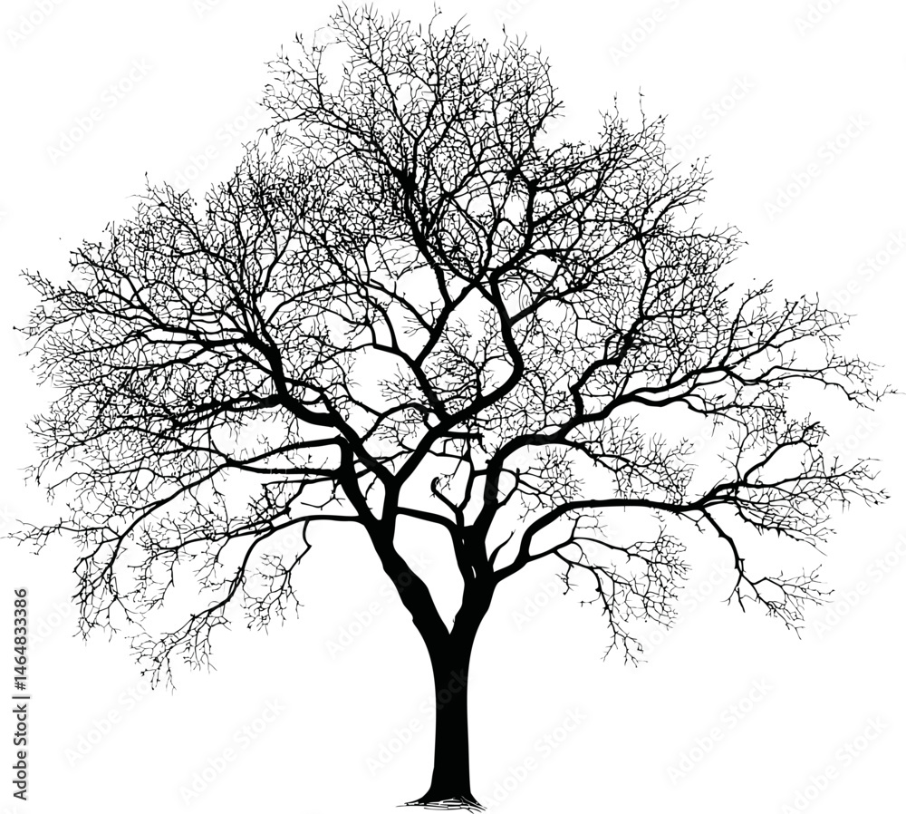 Obraz premium Silhouette of a bare tree with intricate branches. Vector illustration