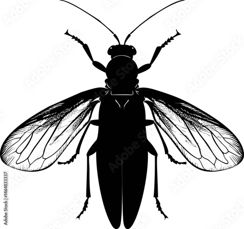 Detailed black fly silhouette , simple insect illustration. Vector illustration