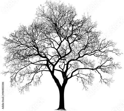 Silhouette of a bare tree with intricate branches. Vector illustration